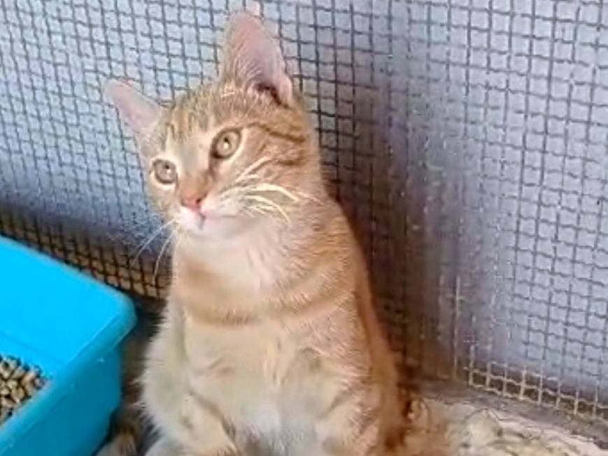 Vuoi adottare un gatto a Bari?