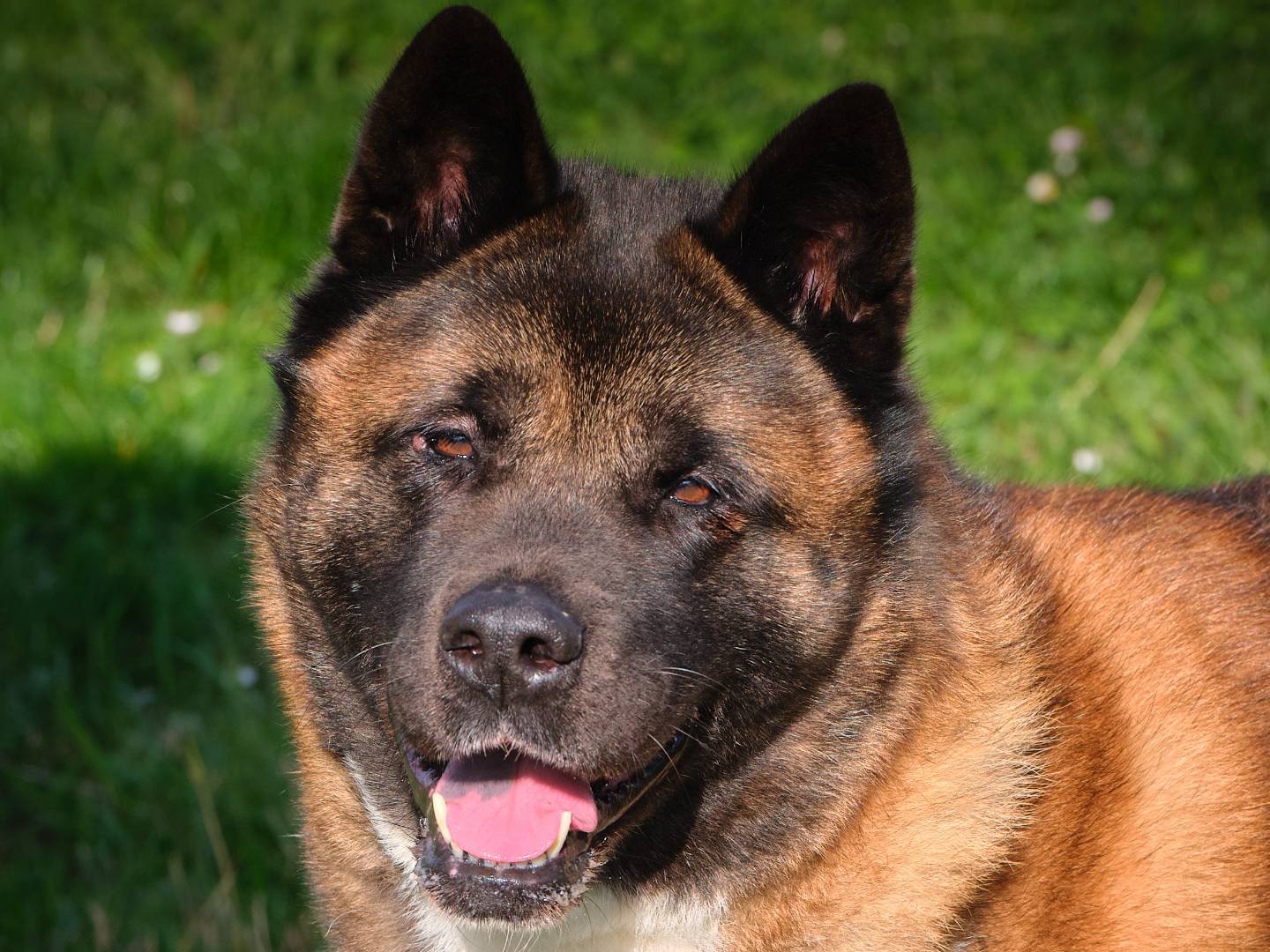 Adozione cane, femmina, Akita Razza sconosciuta, 8 anni e 4 mesi, taglia grande, Modena