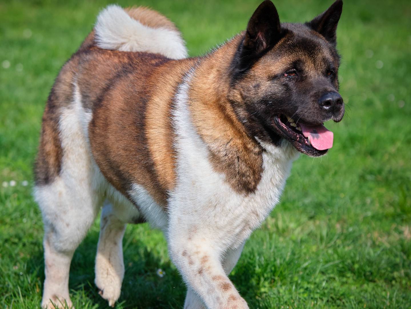 Adotta un cane, femmina, 8 anni e 4 mesi, Modena