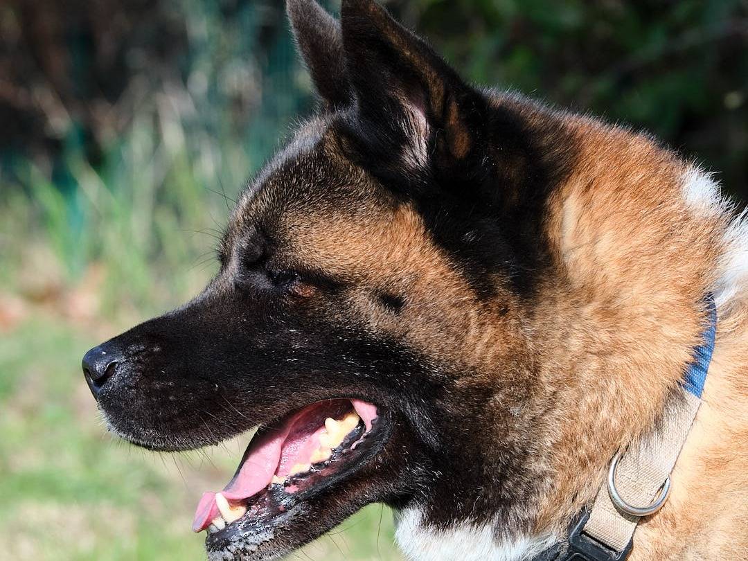 Adotta un cane, taglia grande, femmina, Modena