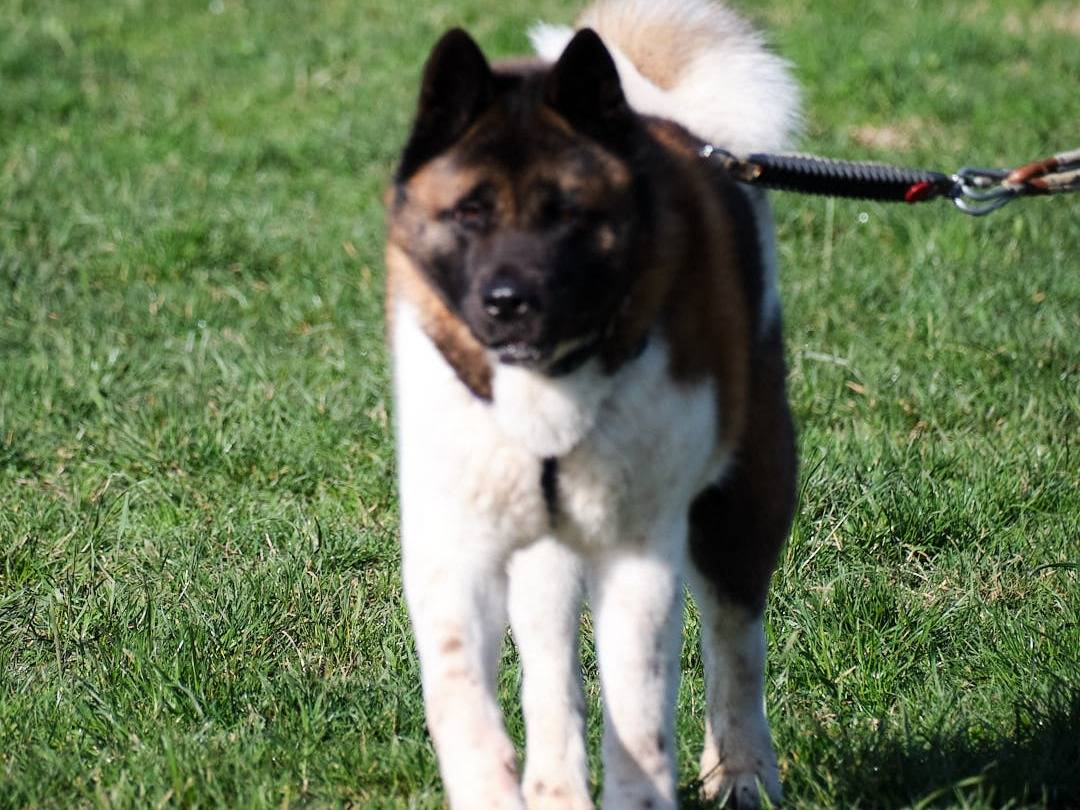 Vuoi adottare un cane a Modena?