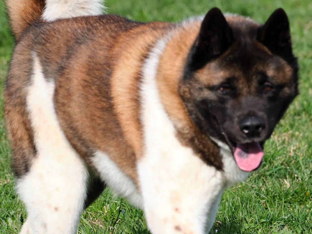 Adotta il cane Sasha a Modena
