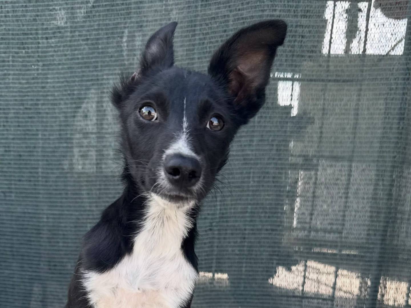 Adozione cane, maschio, Razza sconosciuta Razza sconosciuta, 5 mesi, taglia media contenuta, Matera
