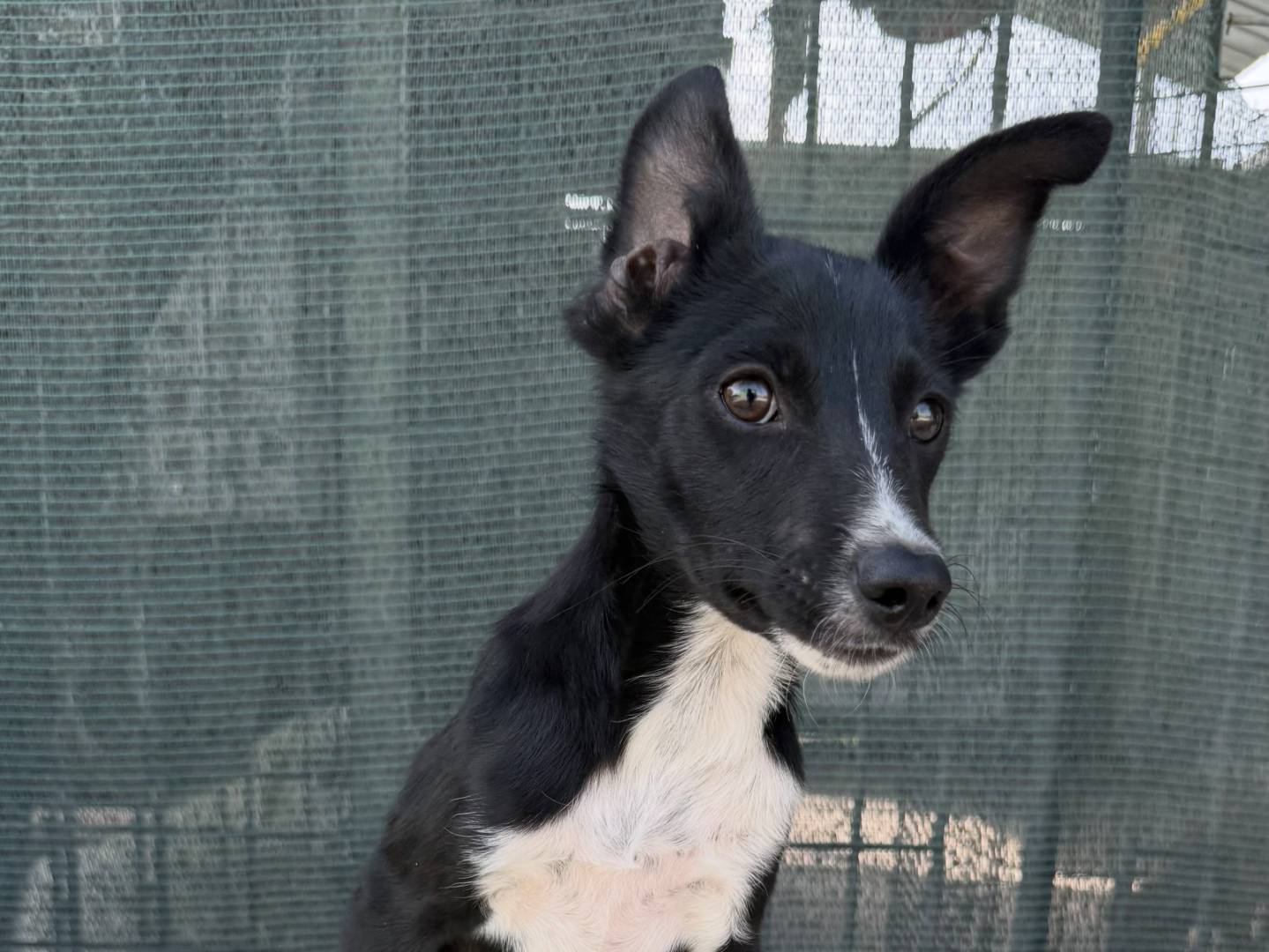 Adotta un cane, maschio, 5 mesi, Matera