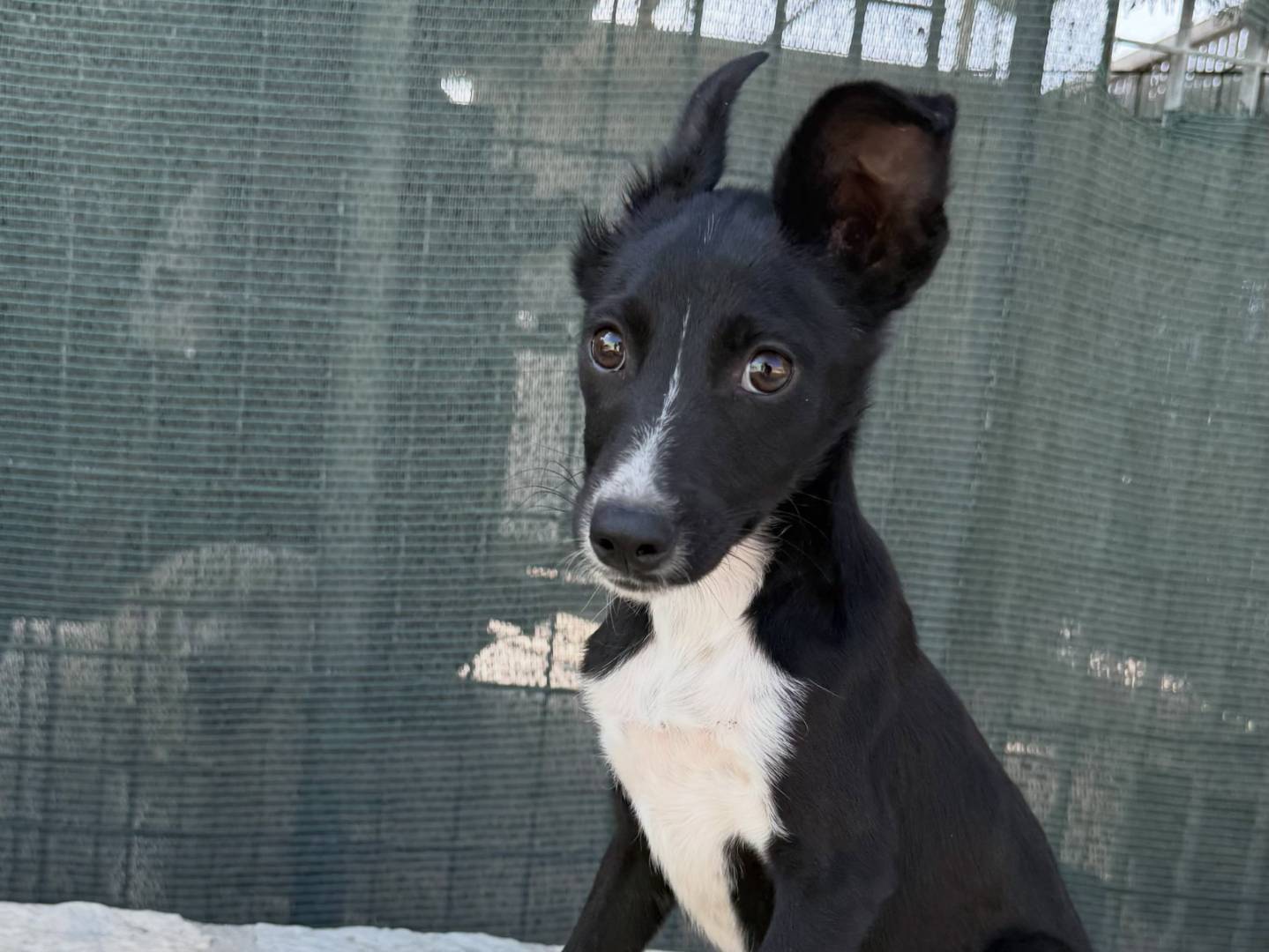 Adotta un cane, taglia media contenuta, maschio, Matera