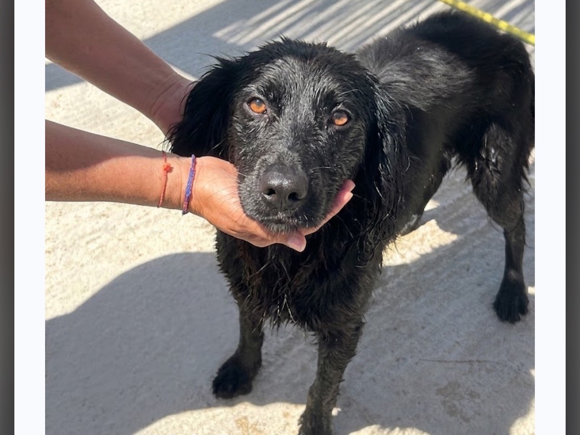 Adozione cane, femmina, Razza sconosciuta Razza sconosciuta, 2 anni e 5 mesi, taglia media contenuta, Sud
