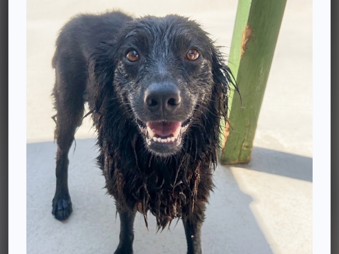 Adotta un cane, femmina, 2 anni e 5 mesi, Sud