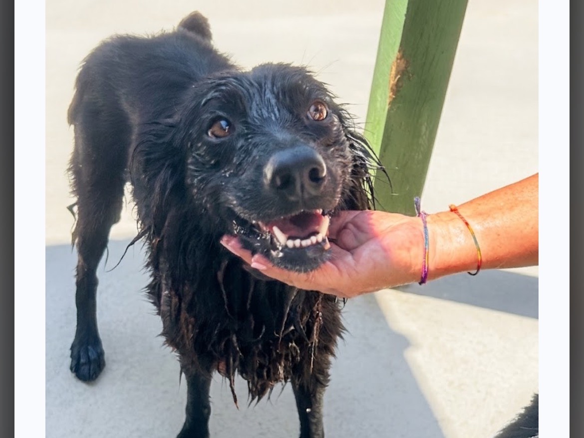 Adotta un cane, taglia media contenuta, femmina, Sud