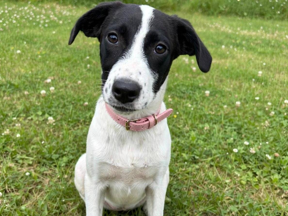 Adozione cane, femmina, Razza sconosciuta Razza sconosciuta, 6 mesi, taglia media, Siracusa