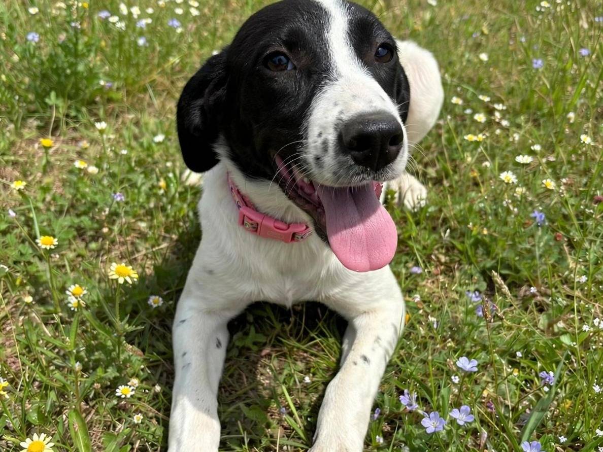 Adotta un cane, femmina, 6 mesi, Siracusa