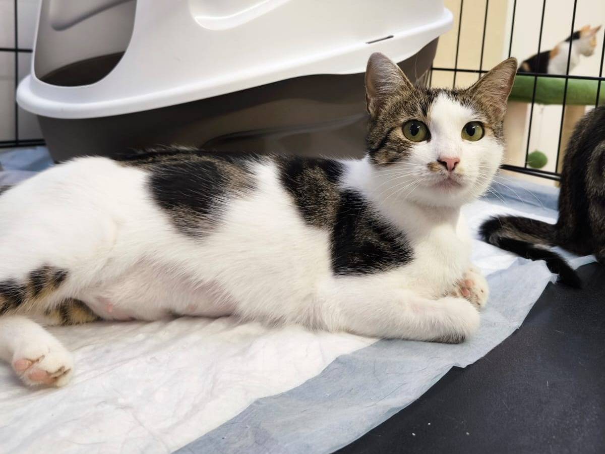 Adotta un gatto, femmina, 3 mesi, Bari