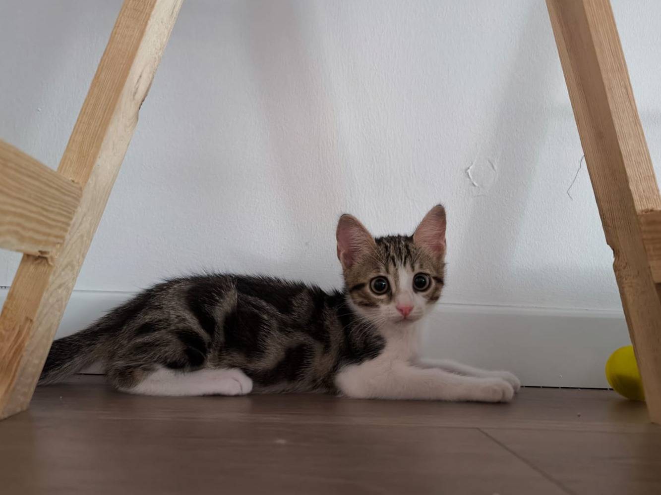 Adotta un gatto, taglia non valida, femmina, Bari