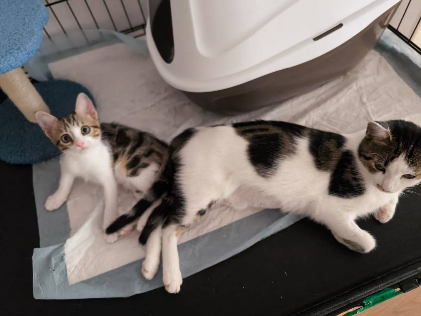 Adozione gatto, femmina, Razza sconosciuta Razza sconosciuta, 3 mesi, taglia non valida, Bari
