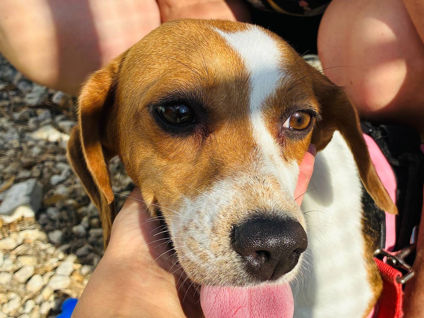 Adozione cane, femmina, Beagle  Razza sconosciuta, 1 anno, taglia media contenuta, Roma