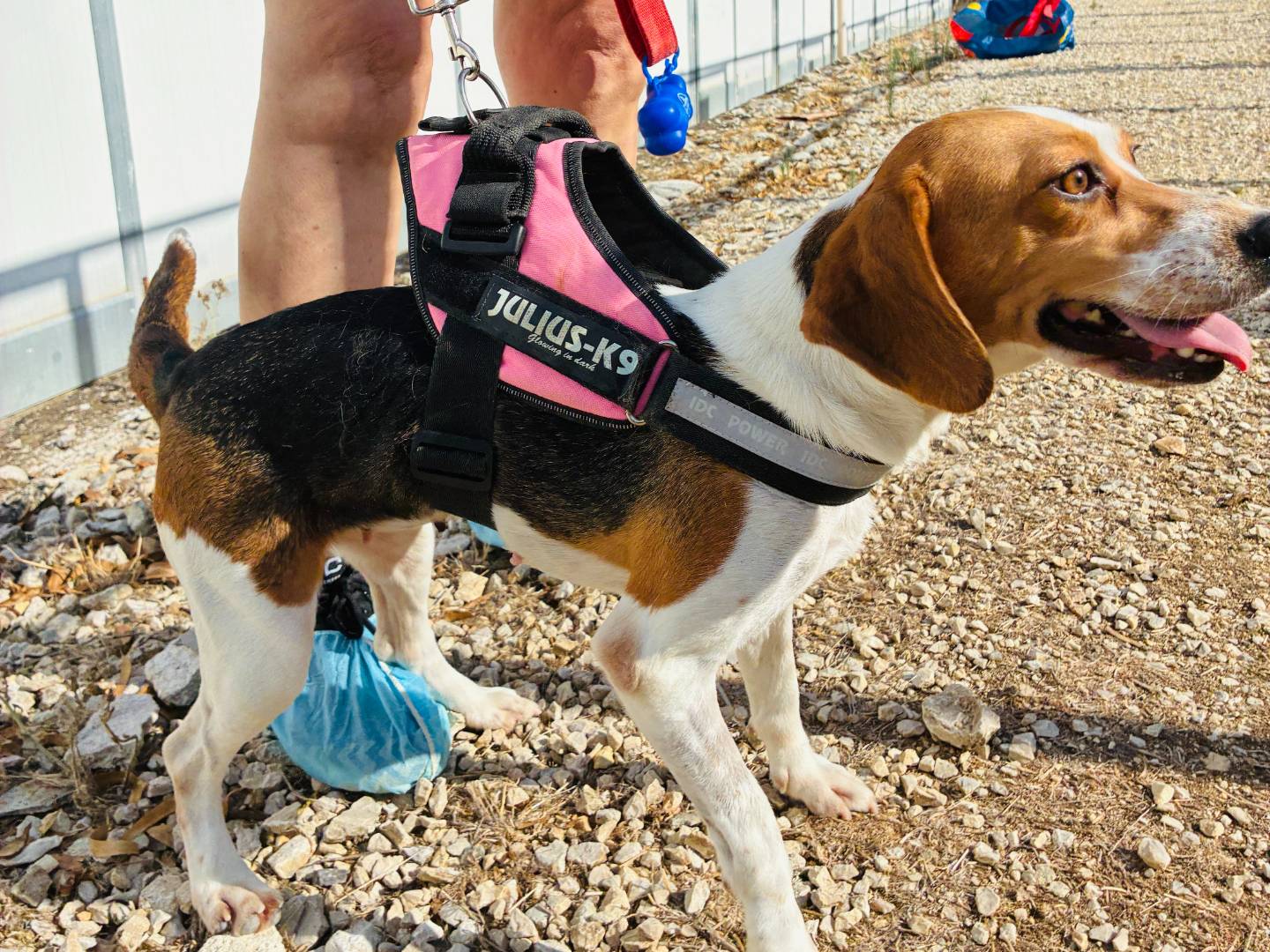 Adotta un cane, femmina, 1 anno, Roma