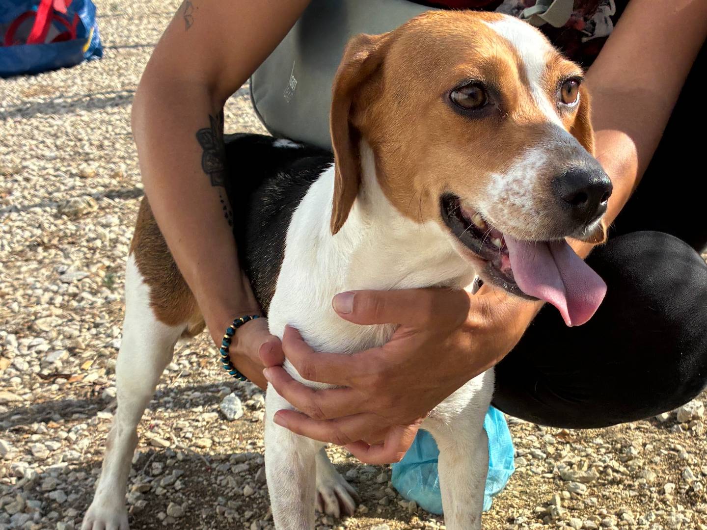 Adotta un cane, taglia media contenuta, femmina, Roma