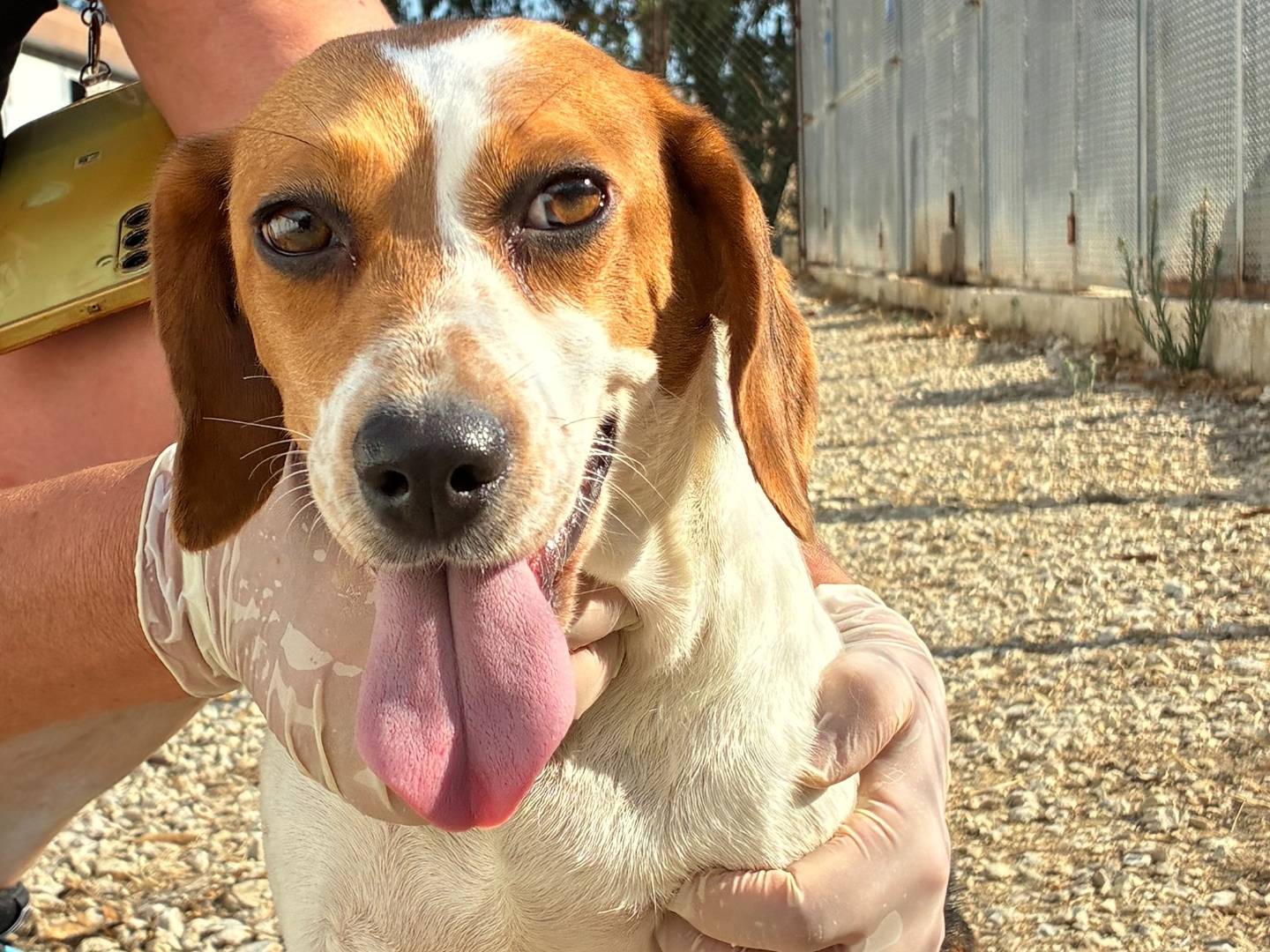 Vuoi adottare un cane a Roma?