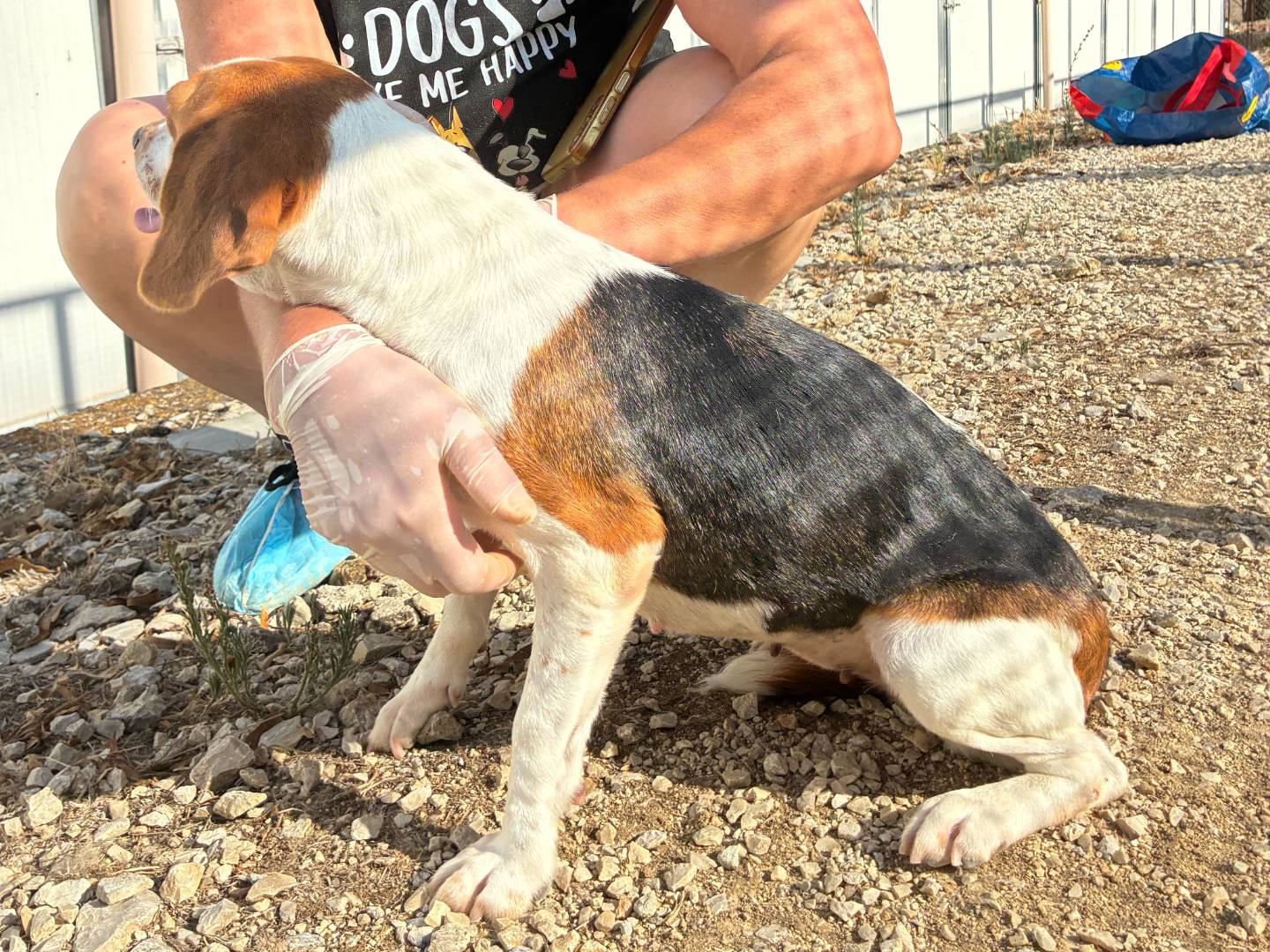 Adotta il cane Jill a Roma