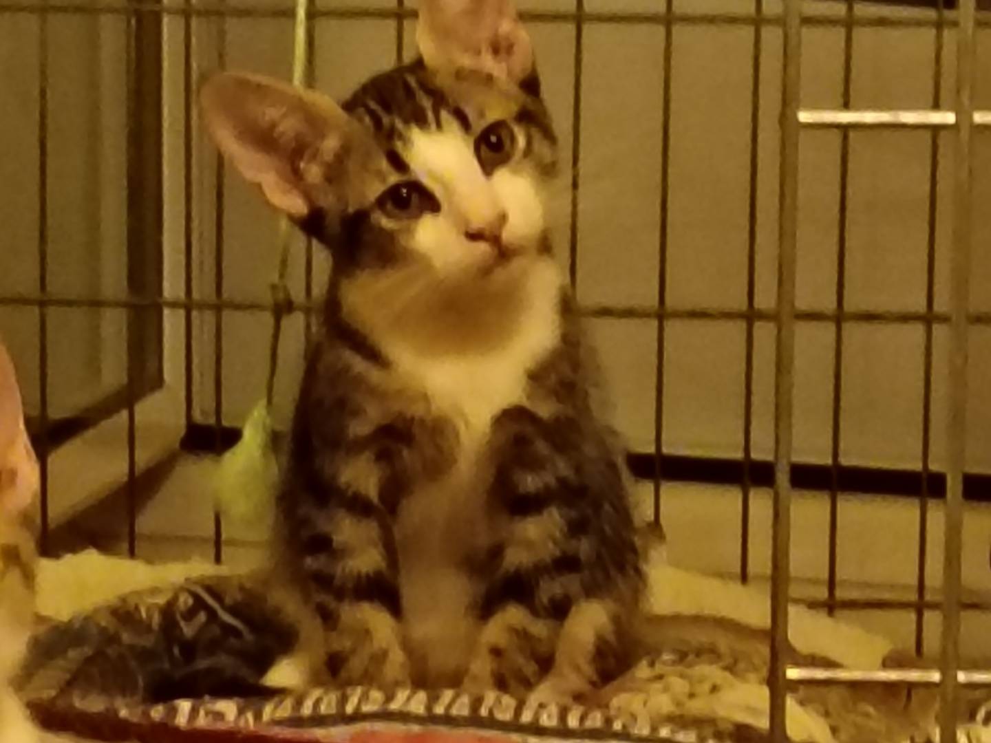 Vuoi adottare un gatto a Milano?