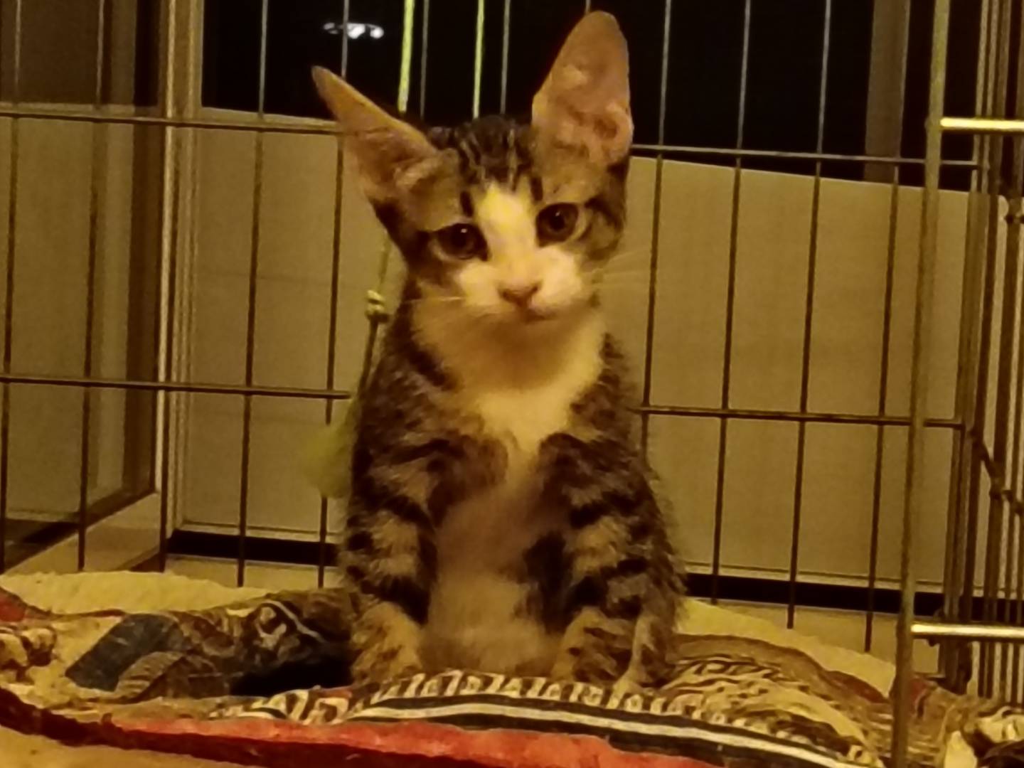 Adotta il gatto Loveth a Milano