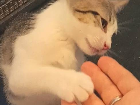 Adotta un gatto, femmina, 3 mesi, Milano