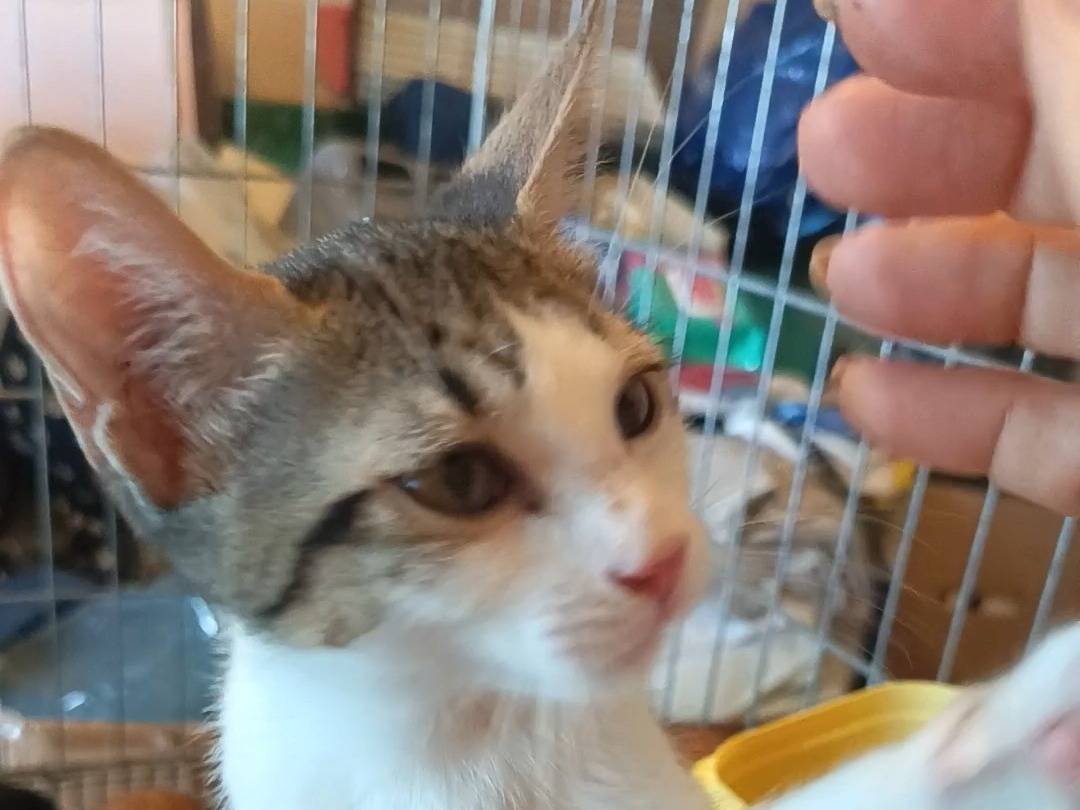 Adotta un gatto, taglia non valida, femmina, Milano