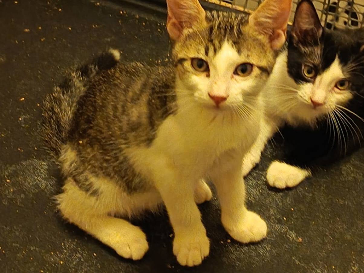 Vuoi adottare un gatto a Milano?