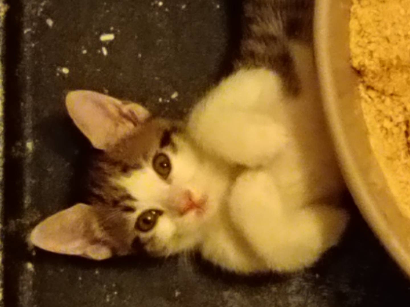 Adotta il gatto Kate a Milano
