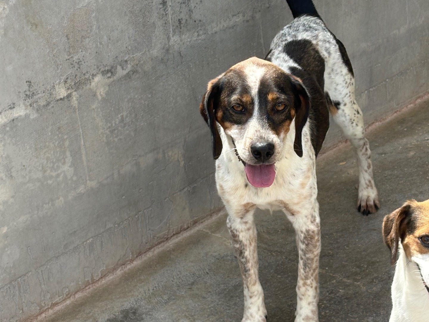 Adotta un cane, maschio, 1 anno e 11 mesi, Frosinone