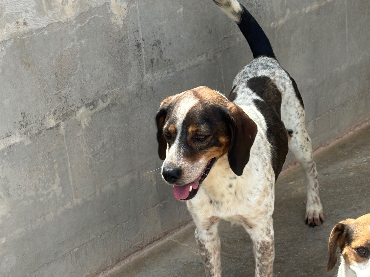 Adotta un cane, taglia media contenuta, maschio, Frosinone