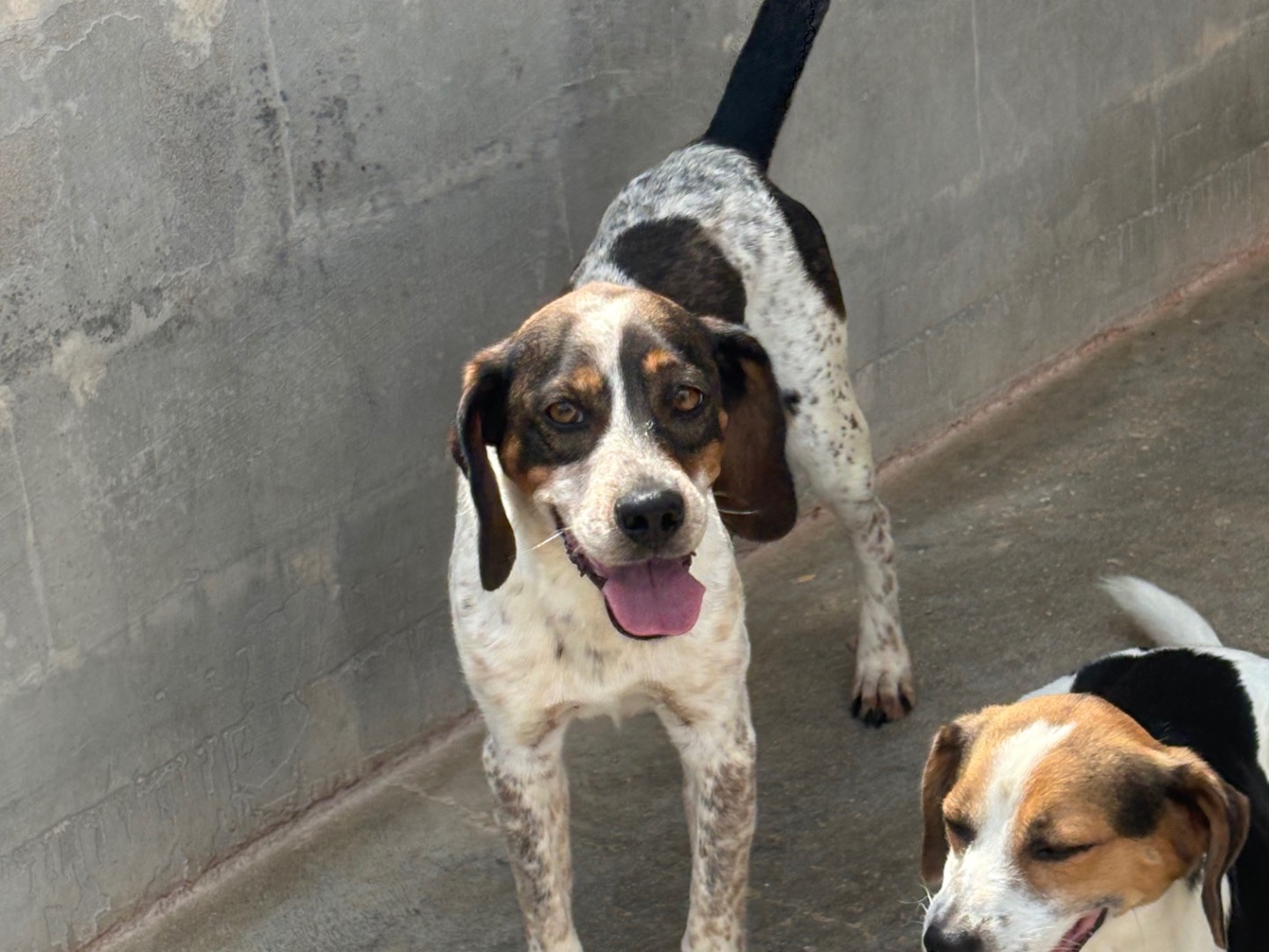 Adozione cane, maschio, Razza sconosciuta Razza sconosciuta, 1 anno e 11 mesi, taglia media contenuta, Frosinone
