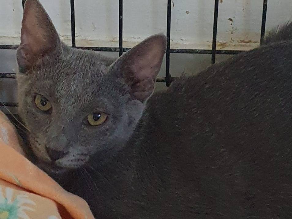 Adozione gatto, femmina, Razza sconosciuta Razza sconosciuta, 5 mesi, taglia non valida, Brescia