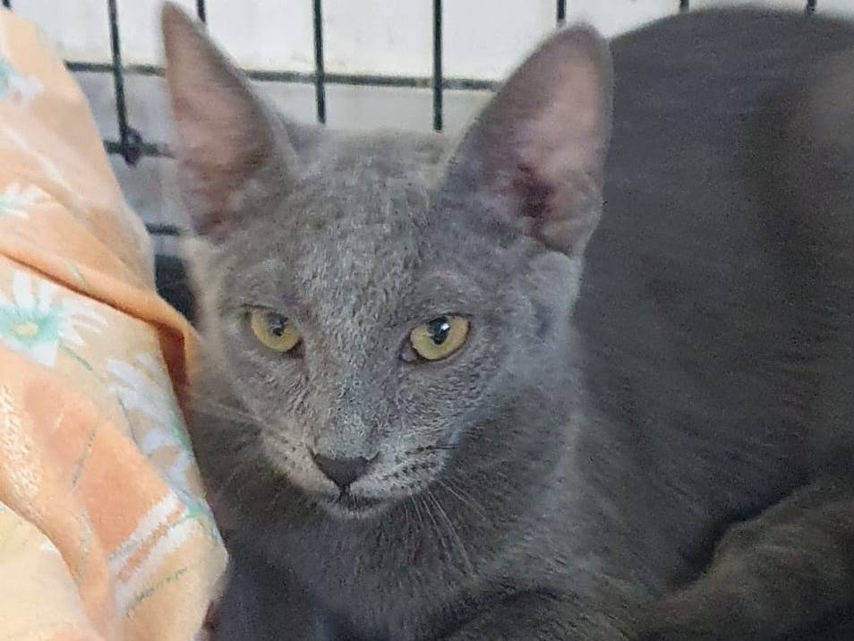Adotta un gatto, femmina, 5 mesi, Brescia