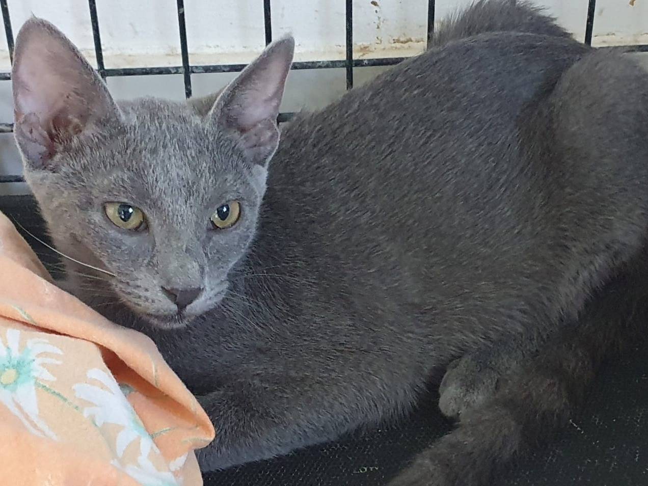 Adotta un gatto, taglia non valida, femmina, Brescia