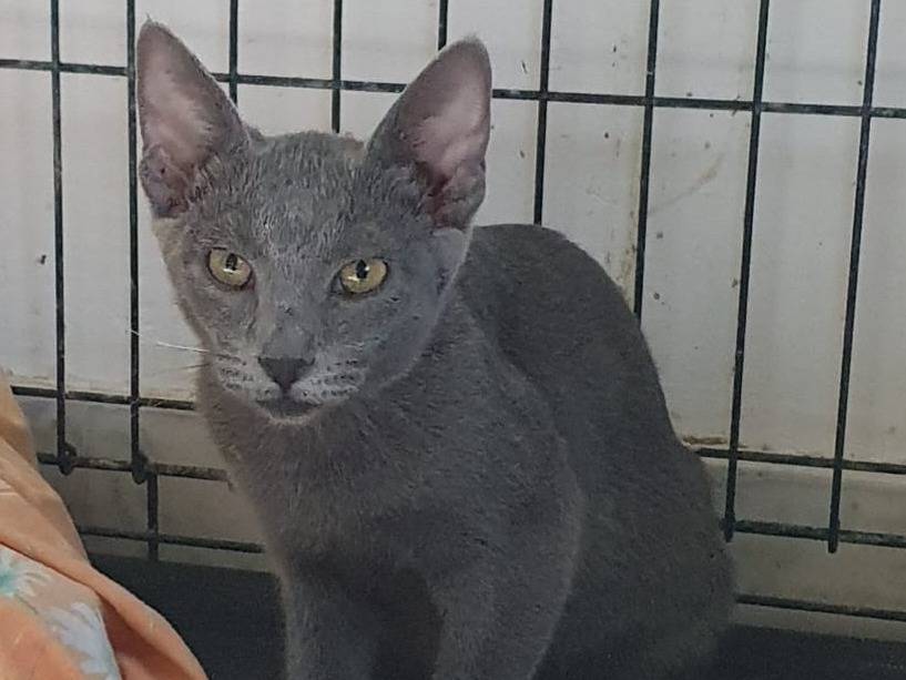 Vuoi adottare un gatto a Brescia?
