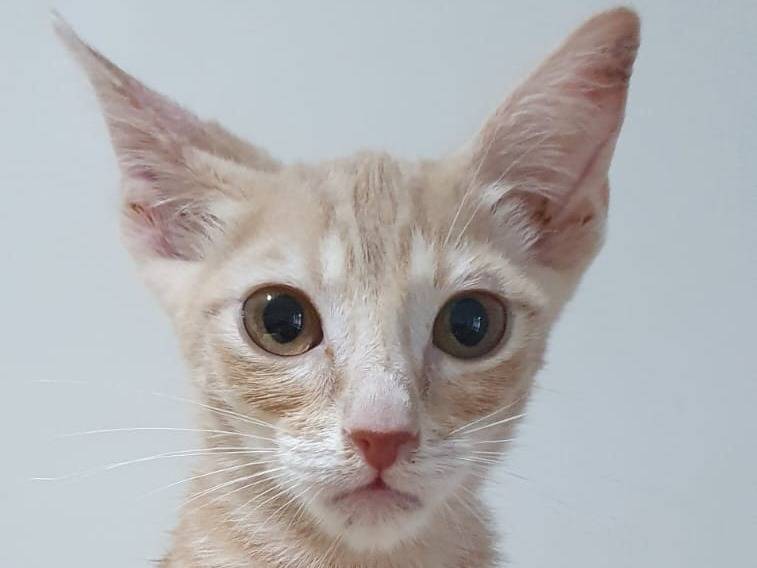 Adozione gatto, maschio, Razza sconosciuta Razza sconosciuta, 4 mesi, taglia non valida, Brescia