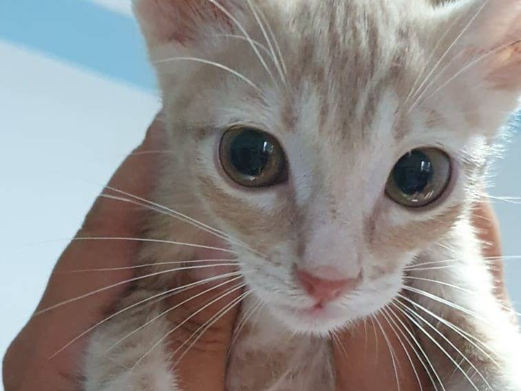 Adotta un gatto, taglia non valida, maschio, Brescia