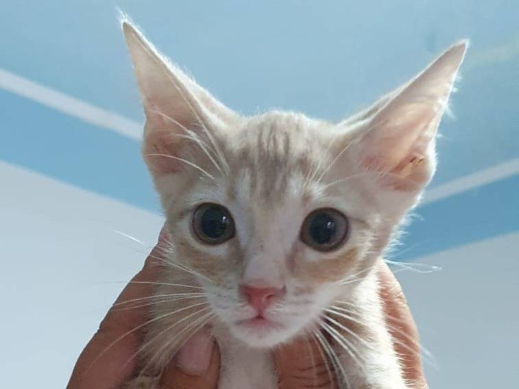 Vuoi adottare un gatto a Brescia?