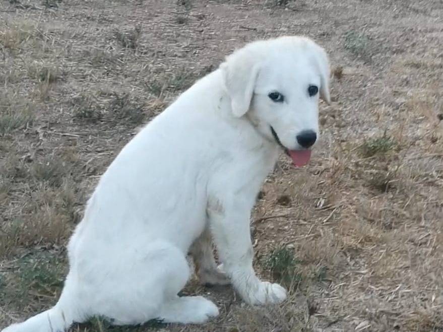 Adozione cane, femmina, Pastore maremmano Razza sconosciuta, 3 mesi, taglia media contenuta, Lecce