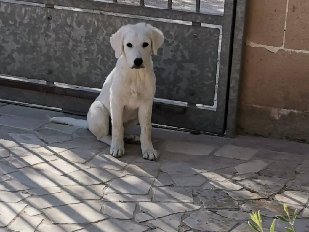 Adotta un cane, femmina, 3 mesi, Lecce