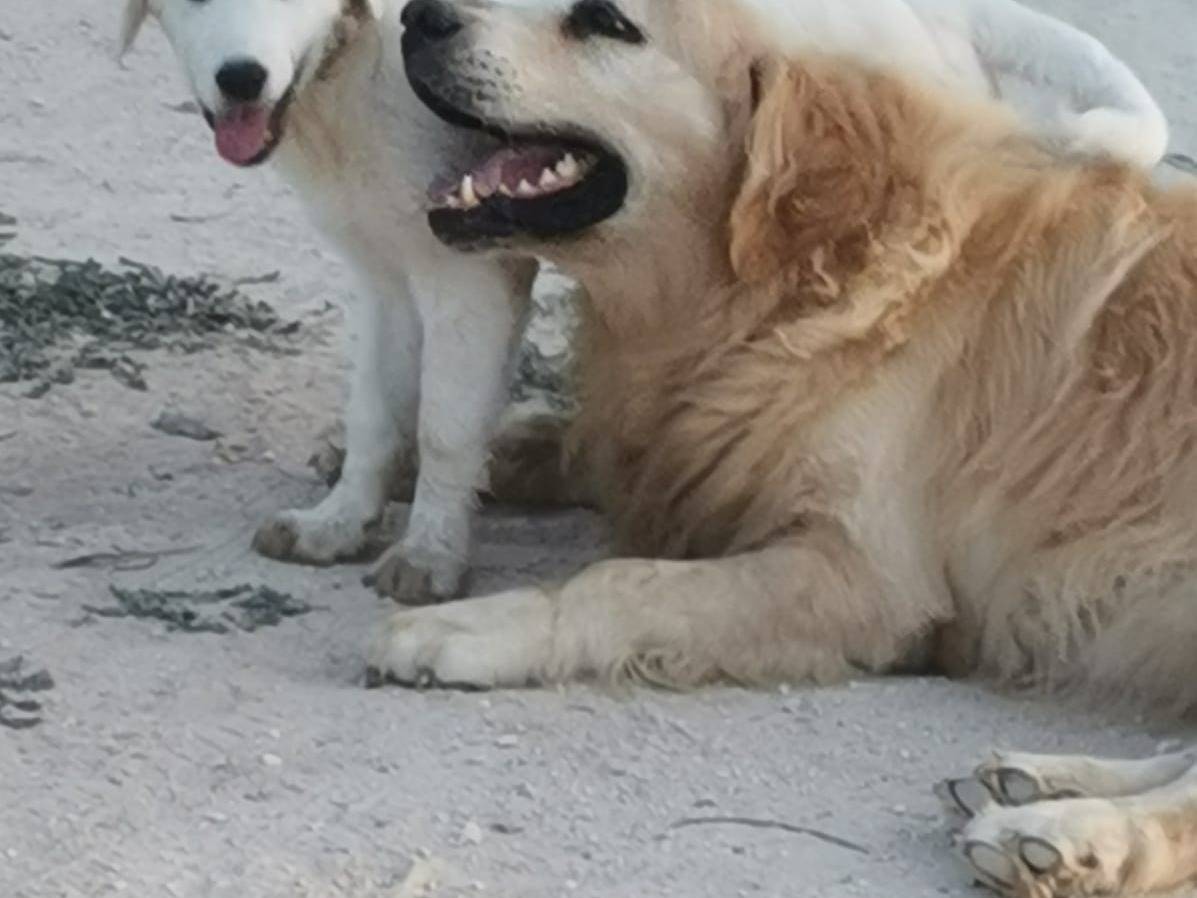 Adotta un cane, taglia media contenuta, femmina, Lecce