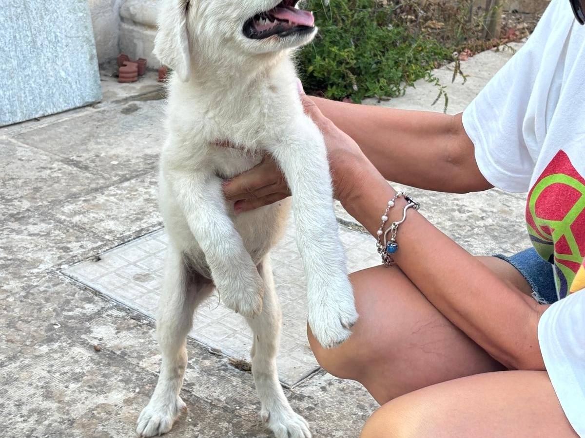 Vuoi adottare un cane a Lecce?