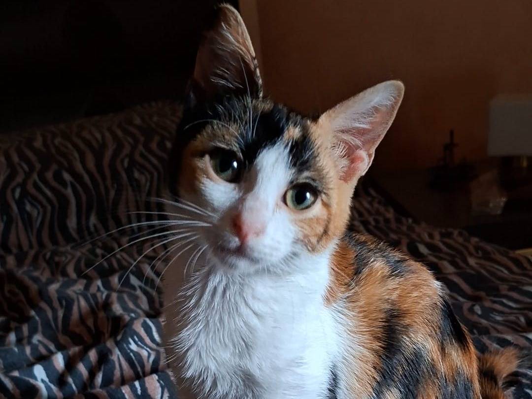 Adozione gatto, femmina, Razza sconosciuta Razza sconosciuta, 3 mesi, taglia non valida, Taranto