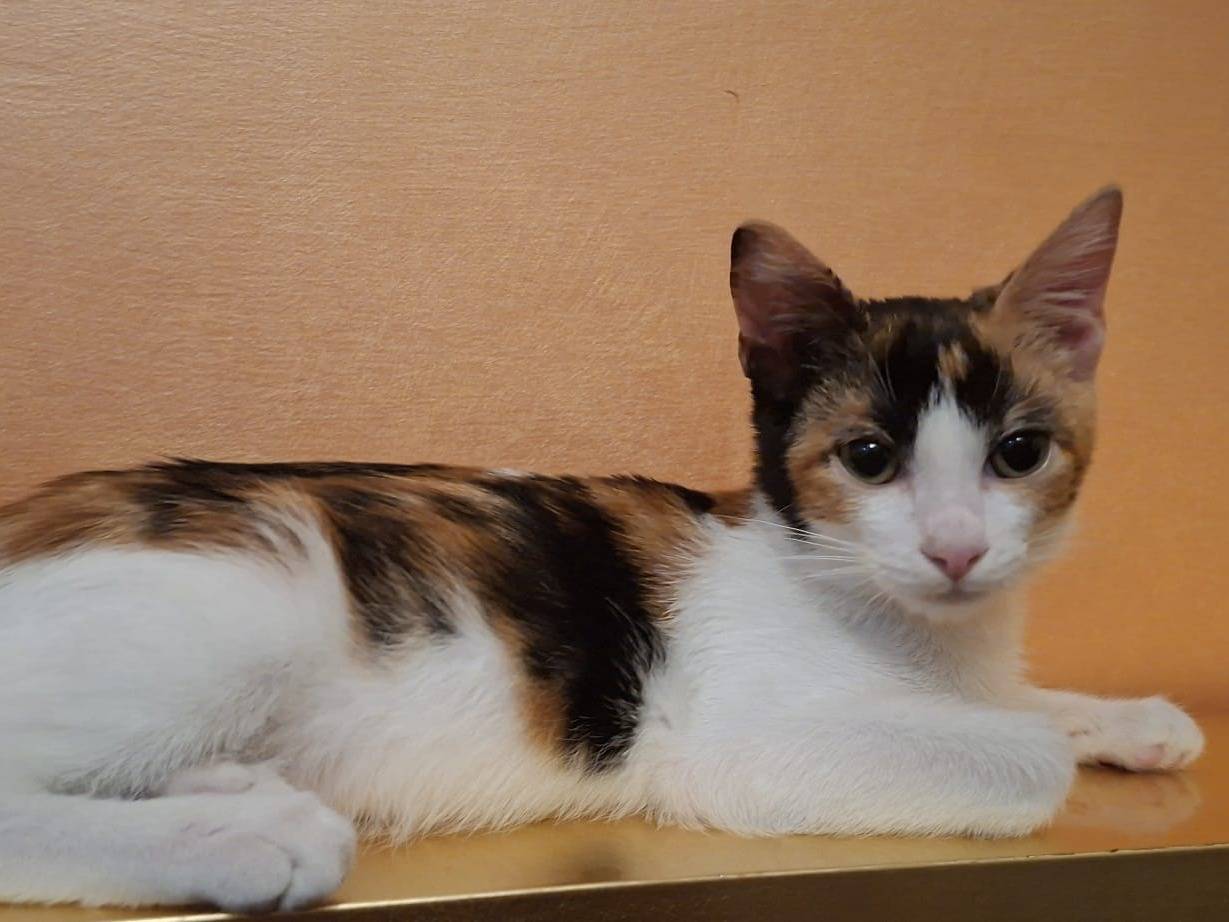 Adotta un gatto, femmina, 3 mesi, Taranto