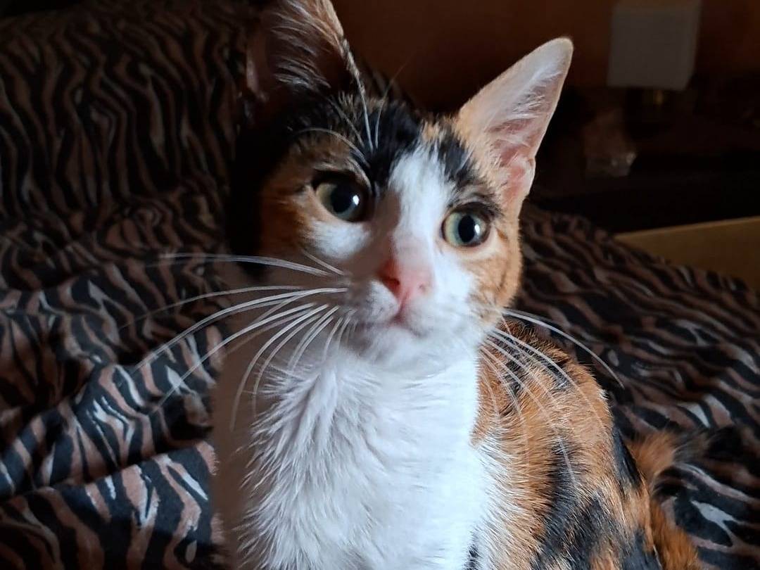 Adotta un gatto, taglia non valida, femmina, Taranto