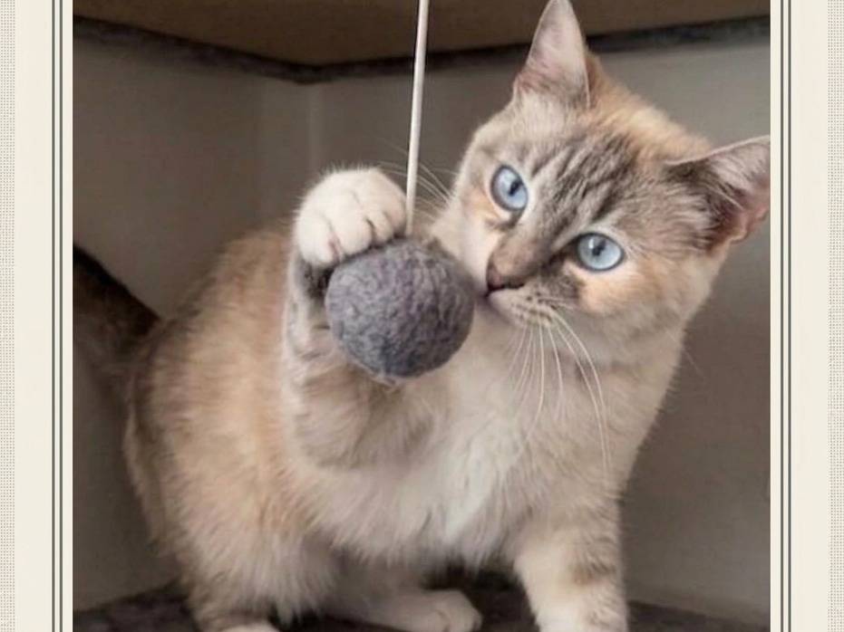 Adotta il gatto PERLA  a Milano