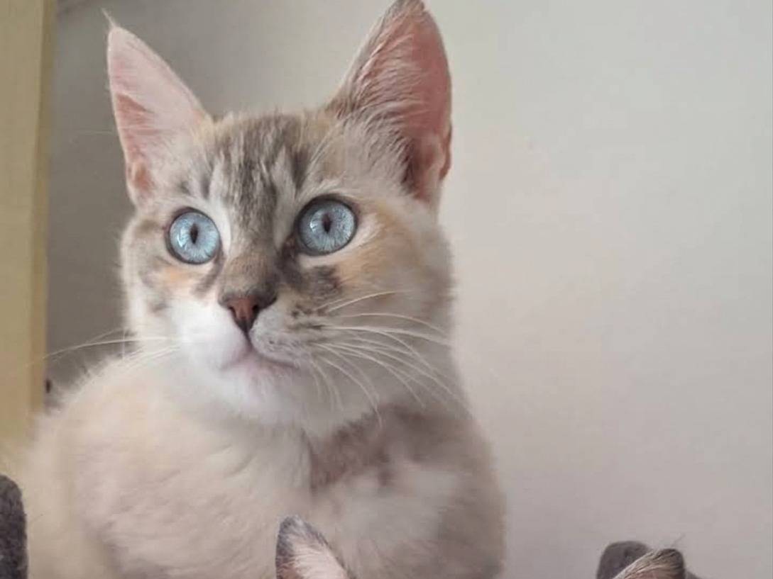 Vuoi adottare un gatto a Milano?