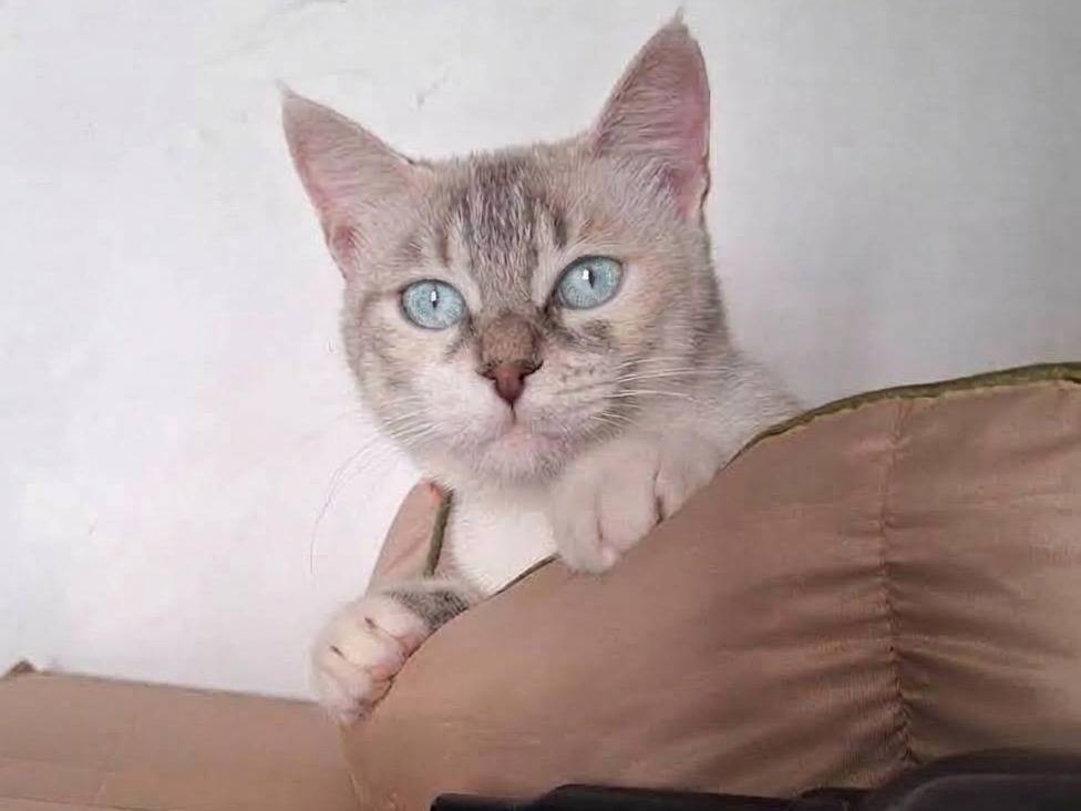Adozione gatto, femmina, Razza sconosciuta Razza sconosciuta, 1 anno e 3 mesi, taglia non valida, Milano