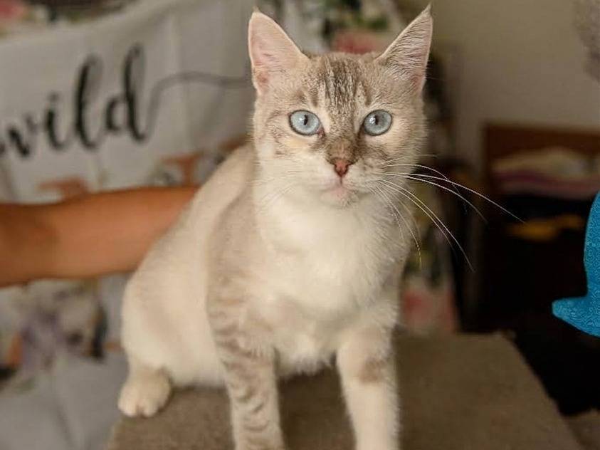 Adotta un gatto, femmina, 1 anno e 3 mesi, Milano