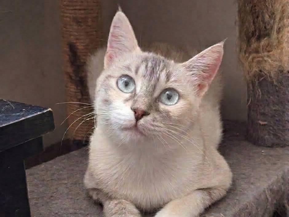 Adotta un gatto, taglia non valida, femmina, Milano